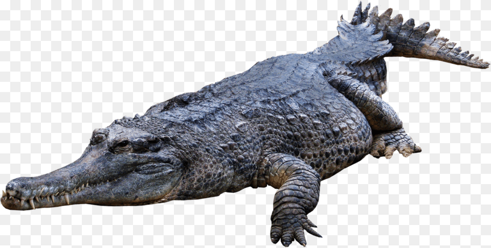 Crocodile Gator Crocodile, Animal, Lizard, Reptile Free Png