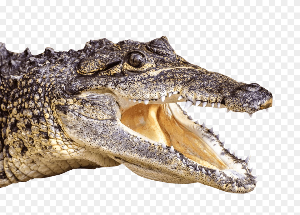 Crocodile Head Left, Animal, Lizard, Reptile Png