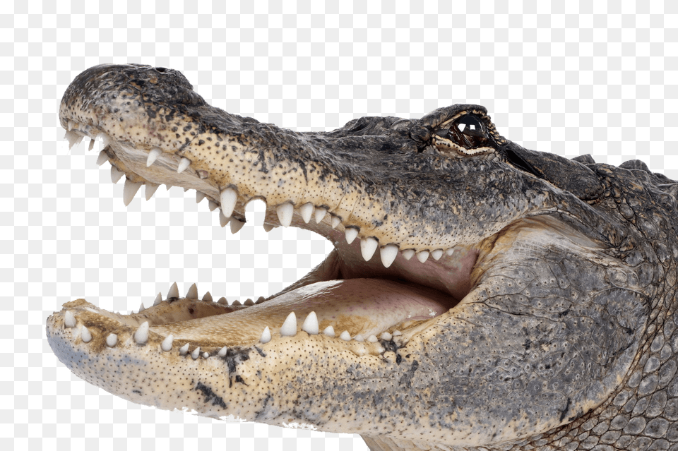 Crocodile Head Right, Animal, Reptile, Fish, Sea Life Free Png Download
