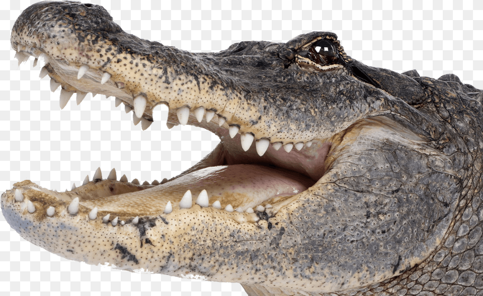 Crocodile Head Right Stickpng Alligators, Animal, Reptile, Fish, Sea Life Free Transparent Png