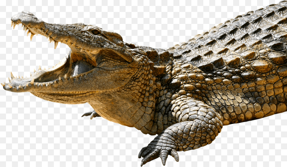 Crocodile Animal, Dinosaur, Reptile Png Image