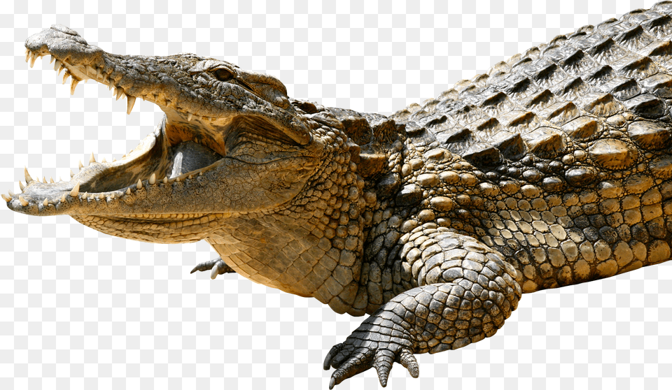 Crocodile Animal, Dinosaur, Reptile Png Image