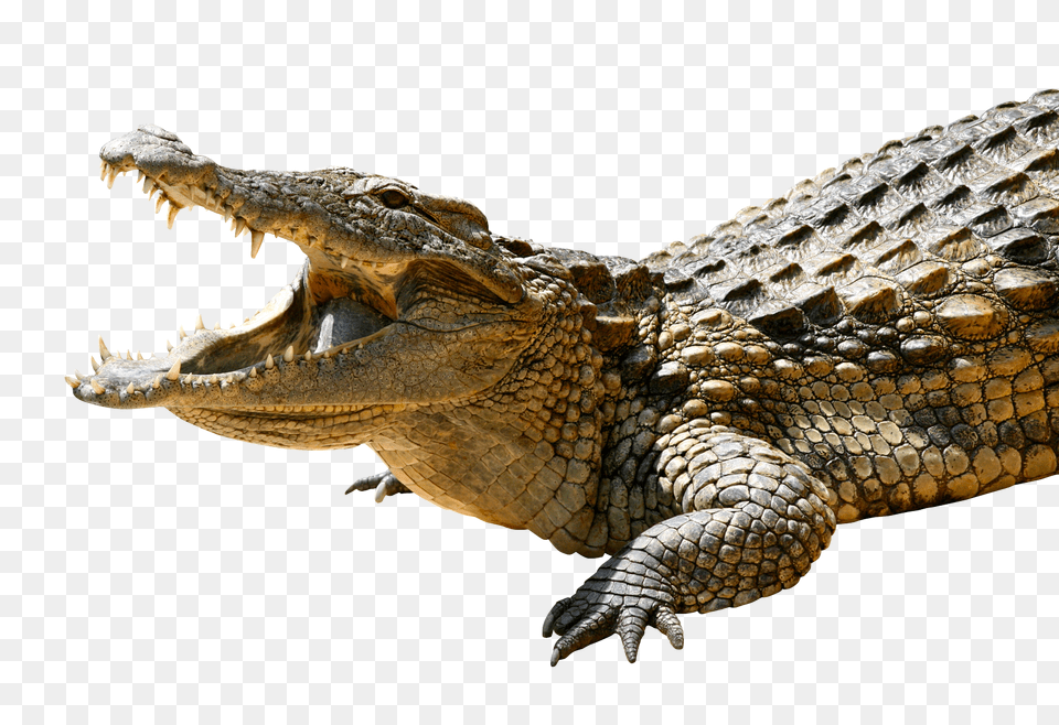 Crocodile Image Crocodile, Animal, Lizard, Reptile Free Transparent Png
