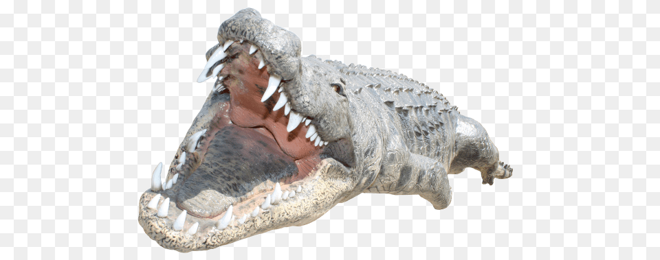 Crocodile Images Crocodile, Animal, Reptile, Sea Life, Turtle Png
