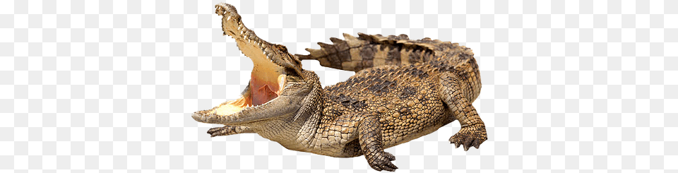 Crocodile Images Crocodile, Animal, Lizard, Reptile Free Png