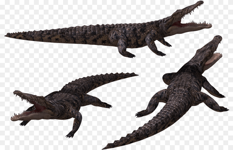 Crocodile In Background Black, Electronics, Hardware, Animal, Lizard Png Image