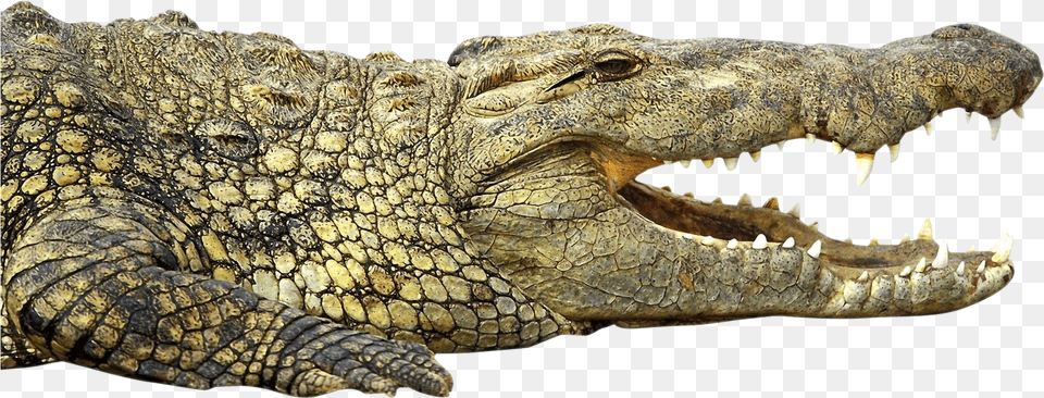 Crocodile Nile Crocodile, Animal, Dinosaur, Reptile Png