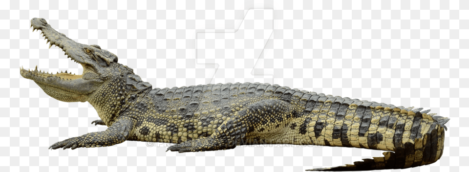 Crocodile On A By Clipping Path, Animal, Lizard, Reptile Free Transparent Png