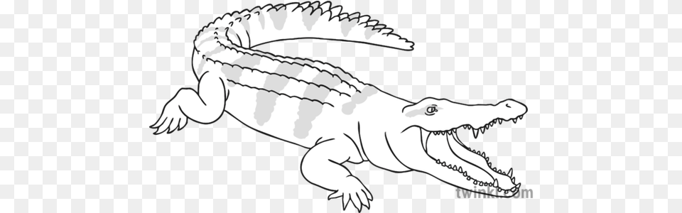 Crocodile Reptile Wild Open Eyes Animal Ks1 Black And White Rgb Big, Fish, Sea Life, Shark Free Png