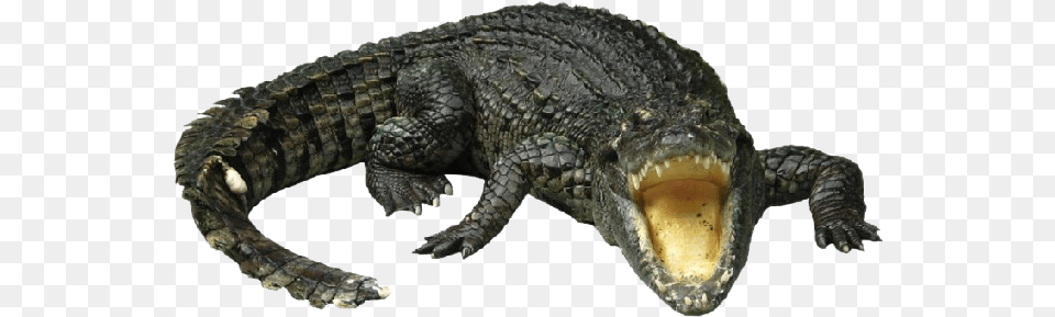 Crocodile Transparent Alligator Background, Animal, Lizard, Reptile Png Image