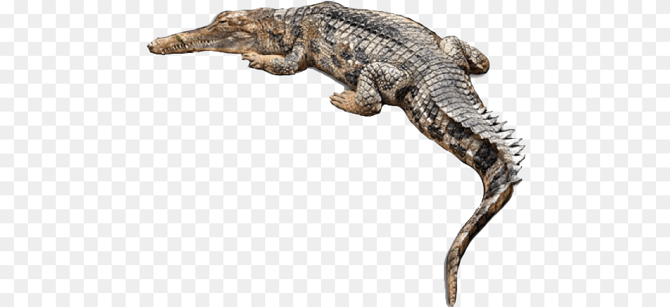 Crocodile Background Alligator, Animal, Lizard, Reptile Free Transparent Png