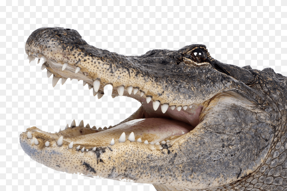 Crocodile Transparent Download Alligator, Animal, Reptile, Fish, Sea Life Png Image