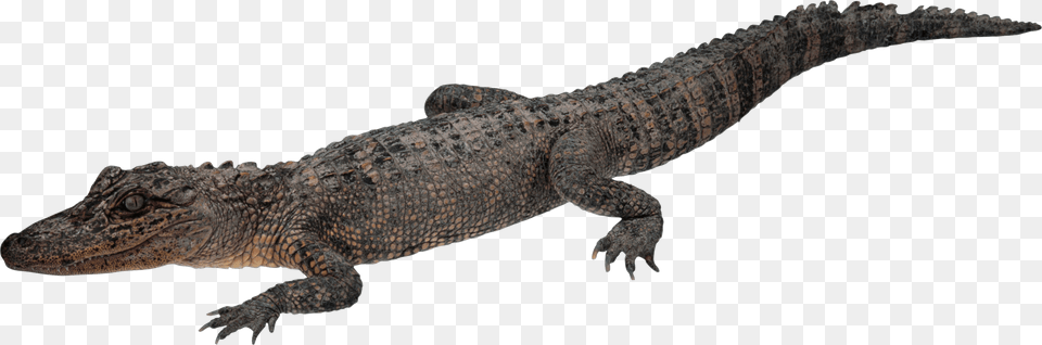 Crocodile Walking, Animal, Lizard, Reptile Free Png