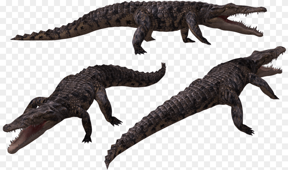 Crocodiles, Animal, Dinosaur, Reptile, Lizard Free Transparent Png