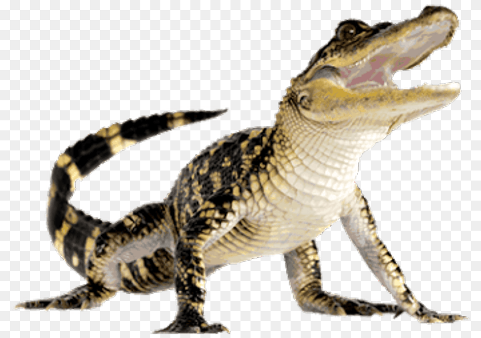 Crocodiles American Alligator Computer Icons Alligator, Animal, Lizard, Reptile, Crocodile Free Transparent Png