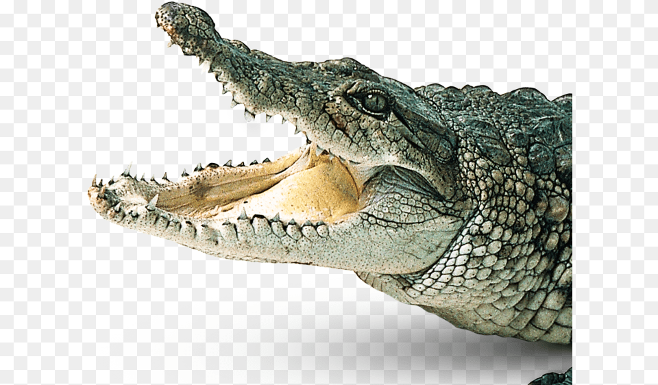 Crocodiles Gharial Clip Art Crocodile, Animal, Lizard, Reptile Free Png Download