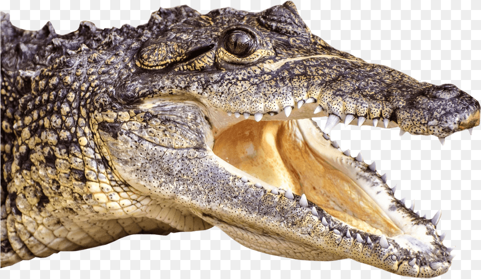 Crocodilesaltwater Crocodileamerican Alligator, Animal, Crocodile, Reptile, Lizard Free Png Download