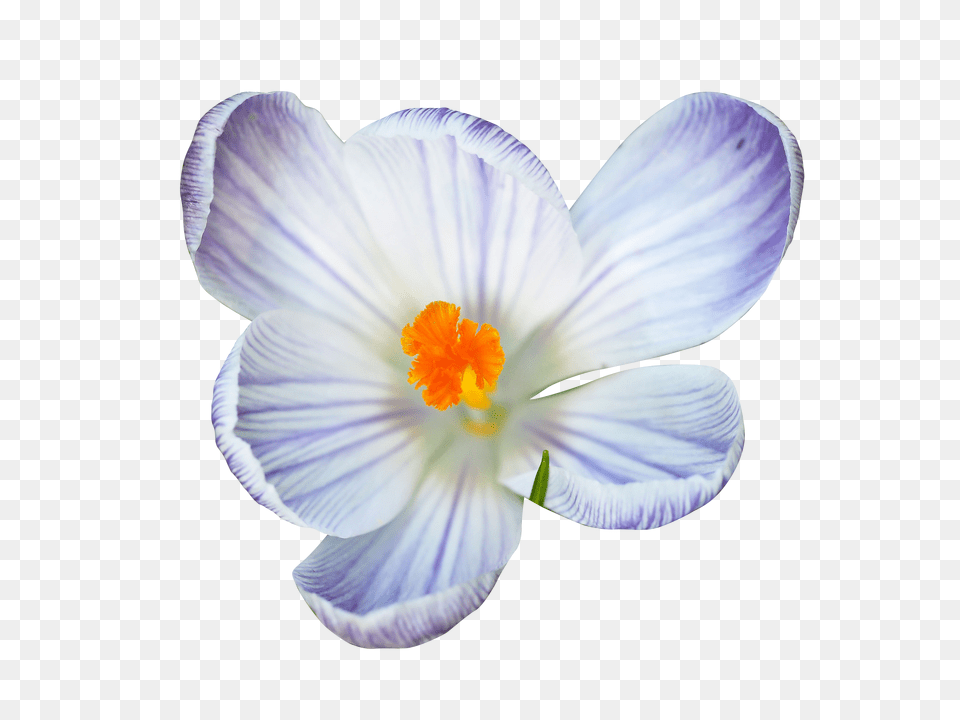 Crocus Clip, Flower, Plant, Anemone Free Png