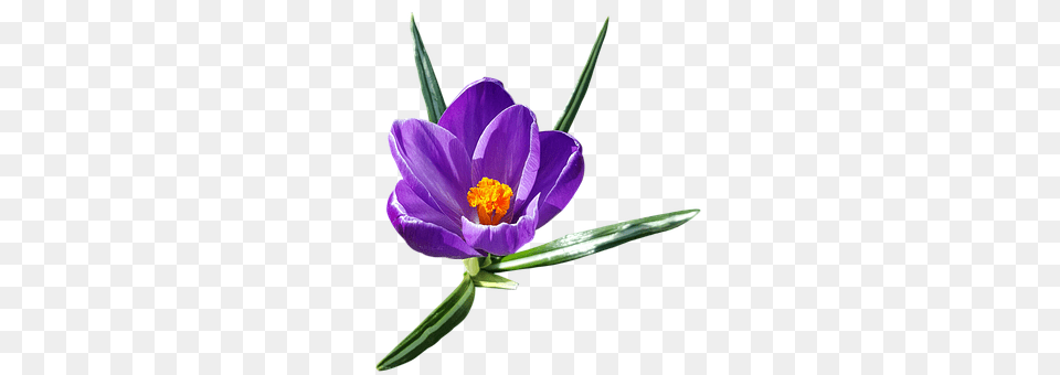 Crocus Flower, Plant Png