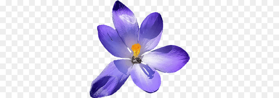 Crocus Anther, Flower, Petal, Plant Png Image