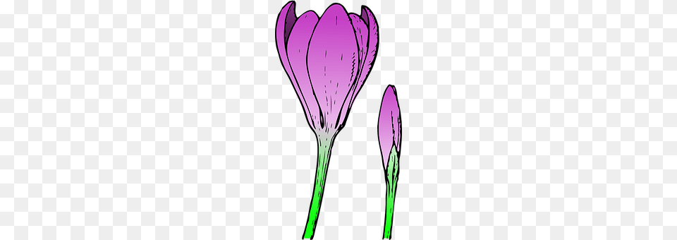 Crocus Flower, Petal, Plant, Purple Free Transparent Png