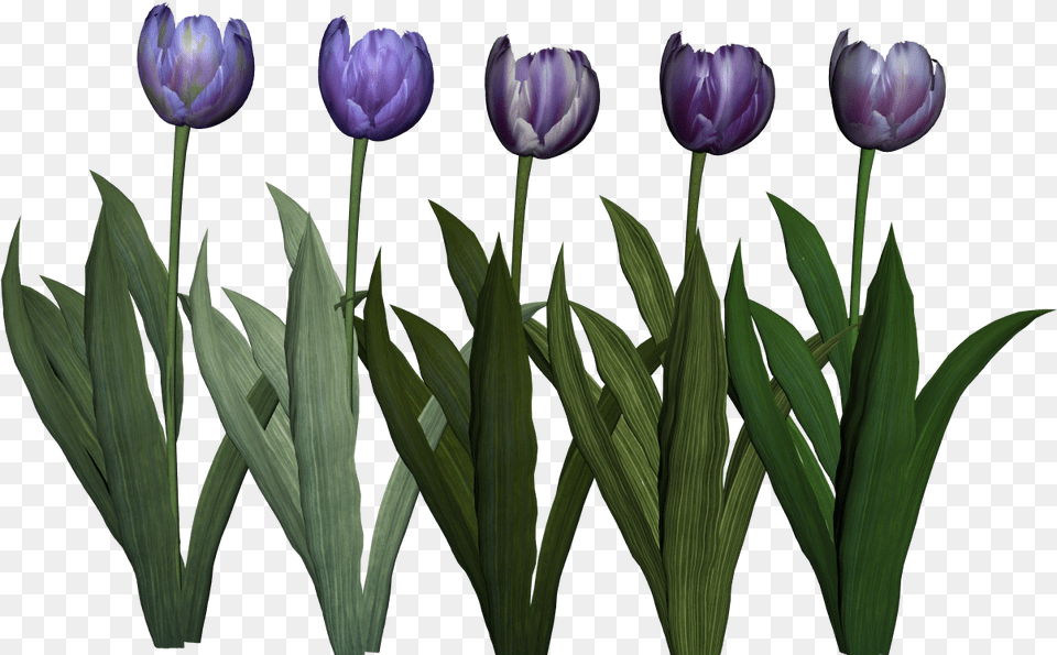 Crocus, Flower, Plant, Petal, Tulip Free Png
