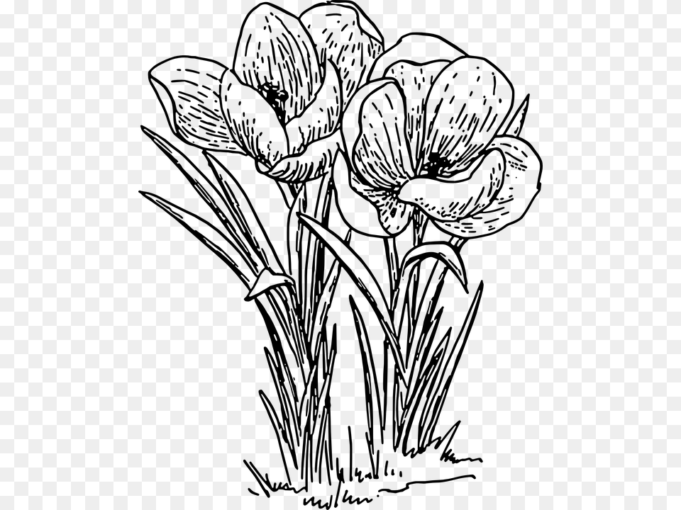 Crocus 960 720 Drawing Of Flower Plant, Gray Free Png Download