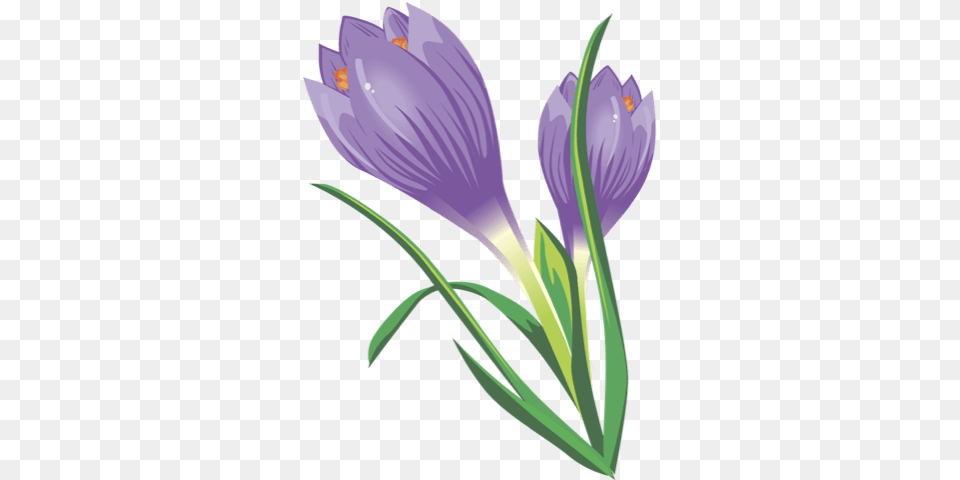 Crocus, Flower, Plant Free Png