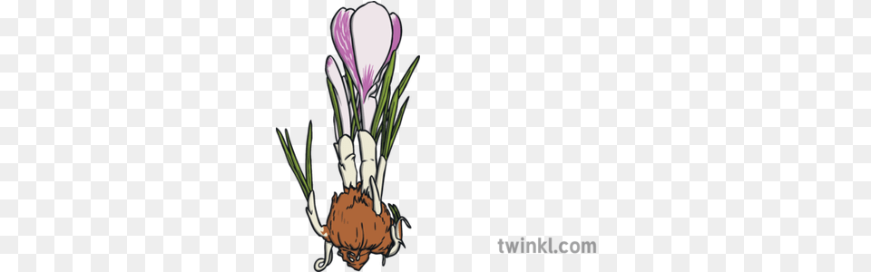 Crocus And Bulb Easter Spring Flower Plant Ks1 Illustration Crocus Vernus, Smoke Pipe Png Image