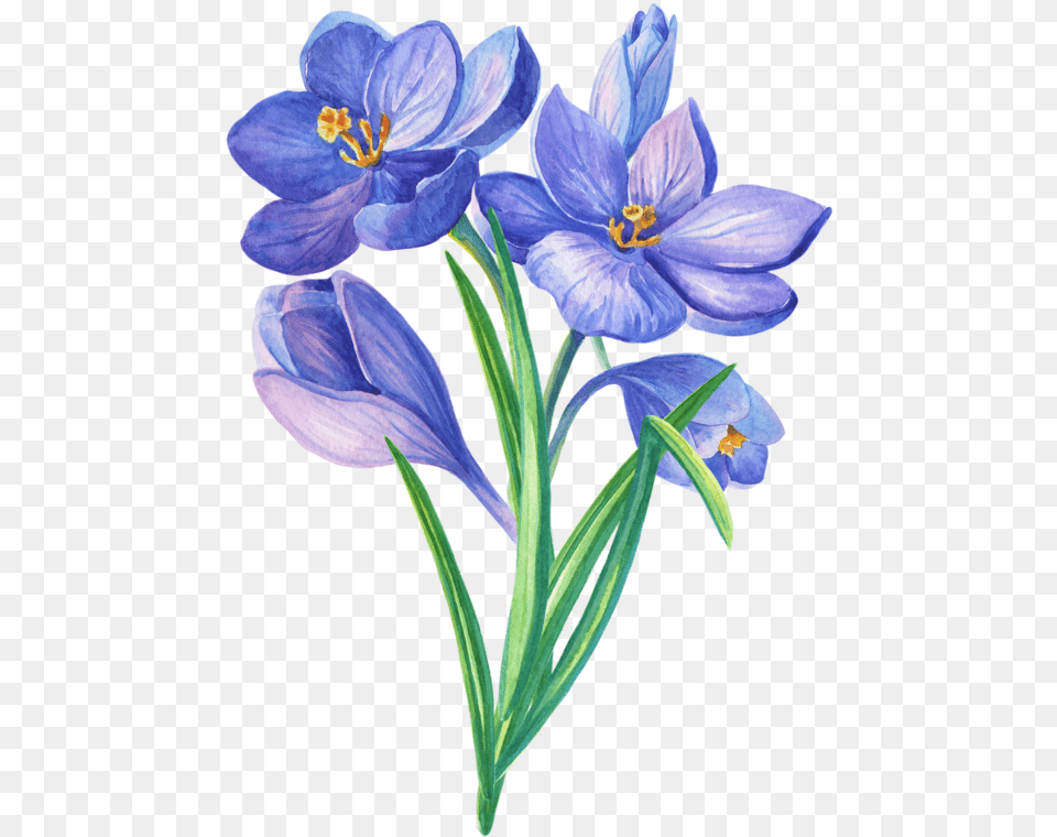 Crocus Blue Botanical Flower Drawings, Anther, Plant, Iris, Petal Free Png