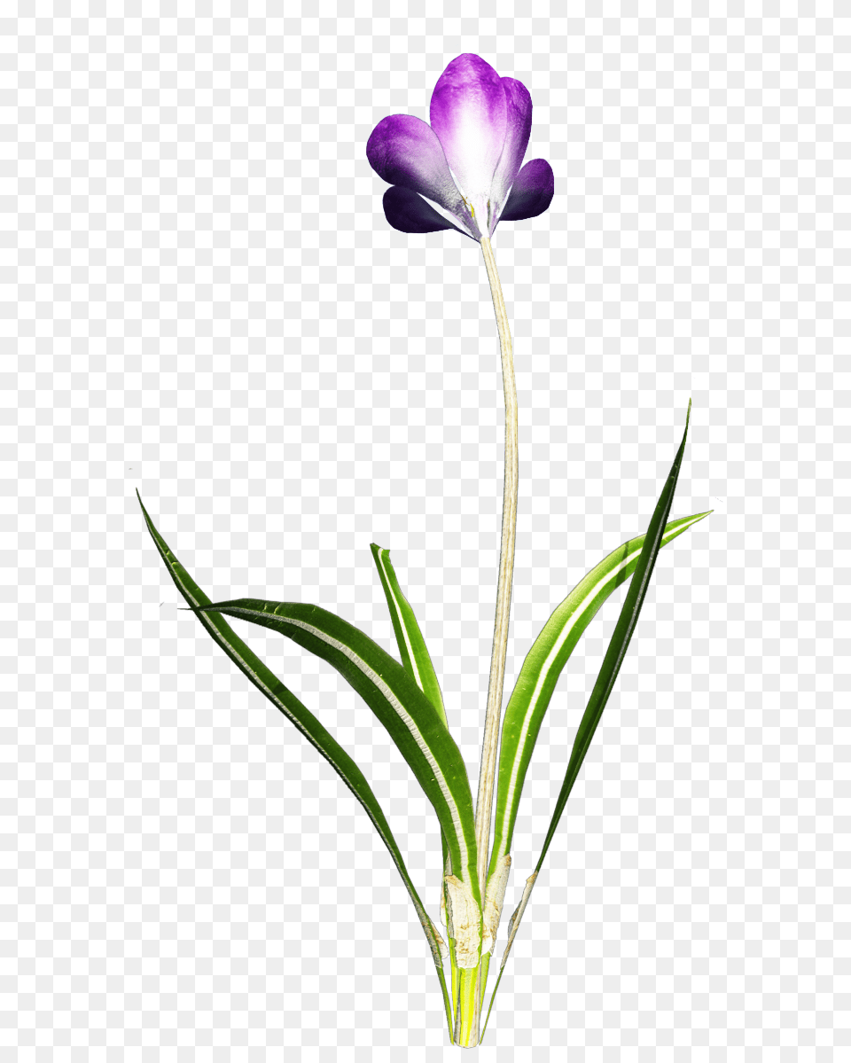 Crocus Clipart, Flower, Petal, Plant, Geranium Png Image