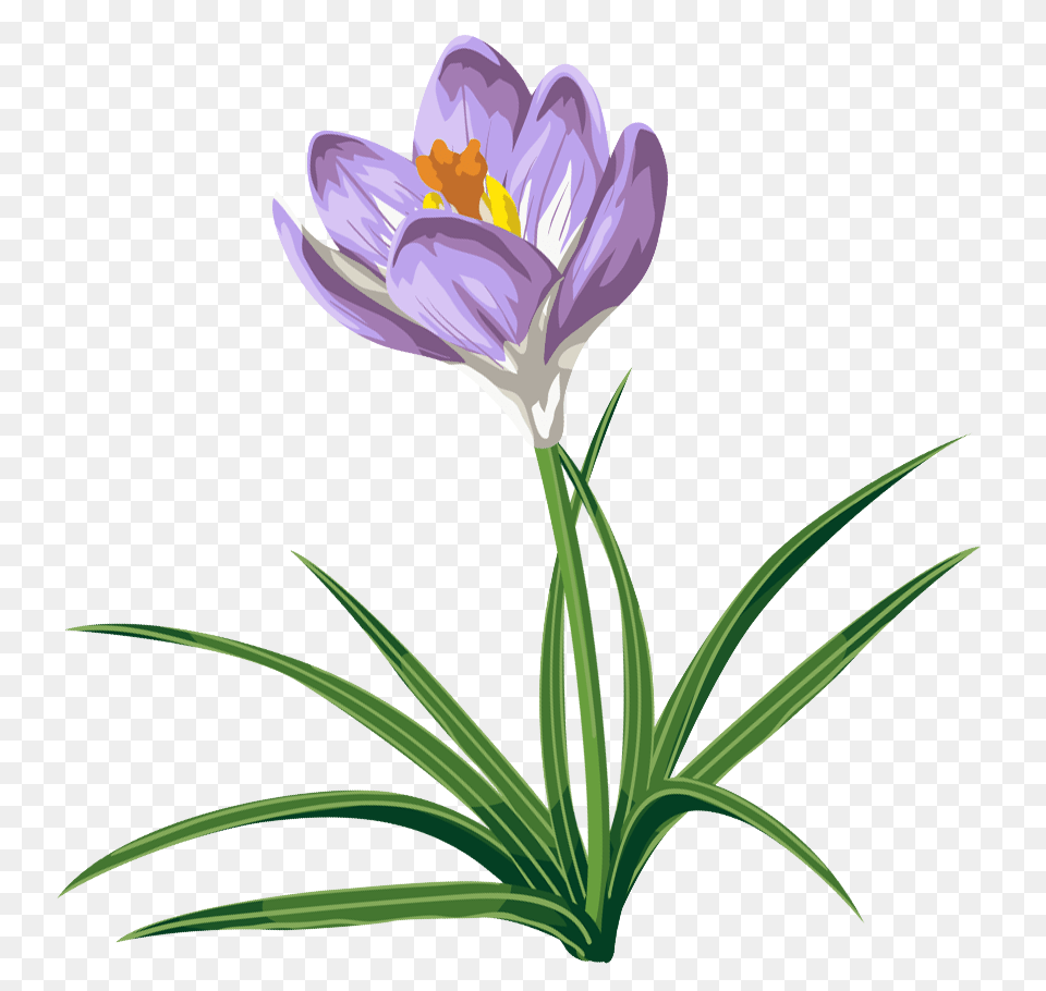 Crocus Clipart, Flower, Plant Png