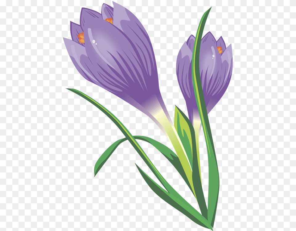 Crocus Clipart, Flower, Plant Free Png