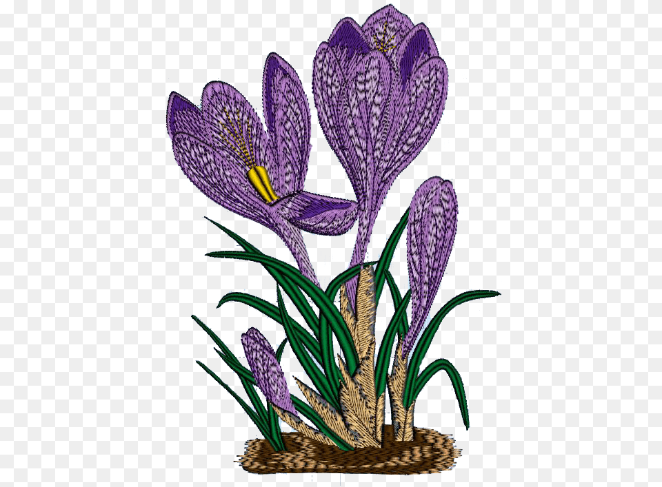 Crocus Clipart Spring Crocus, Flower, Plant, Purple Png Image