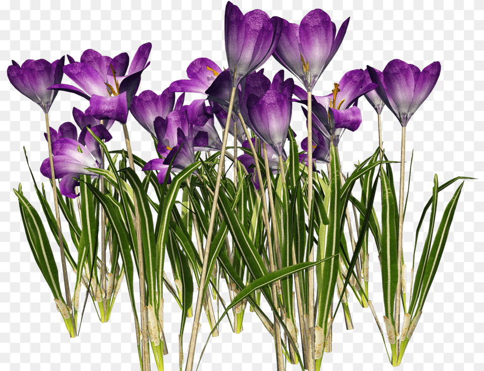 Crocus Cliparts Download Clip Art Flower May Clip Art, Plant, Iris Free Png