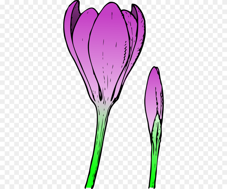 Crocus Flower And Bud Colored, Petal, Plant, Purple, Adult Png Image
