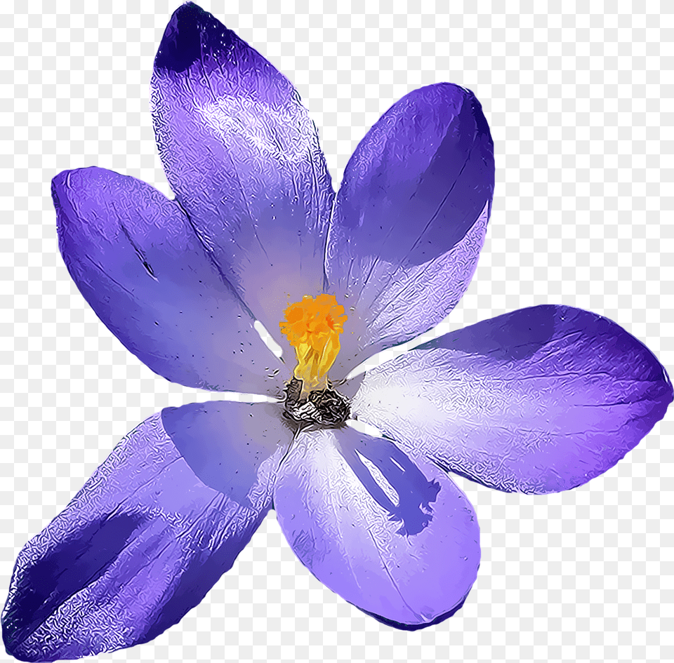Crocus Flower Image On Pixabay, Plant, Anemone, Petal, Anther Free Png Download