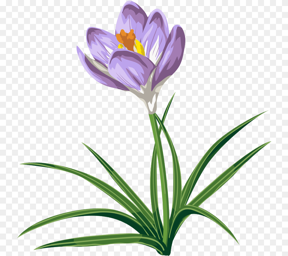 Crocus Flower Tattoo Crocus Clip Art, Plant Free Png