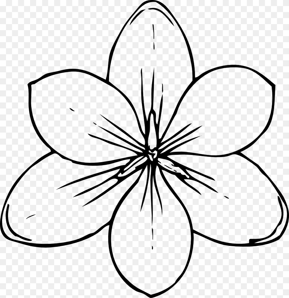 Crocus Flower Top View Flower Top View Drawing, Plant, Art, Stencil Free Png Download