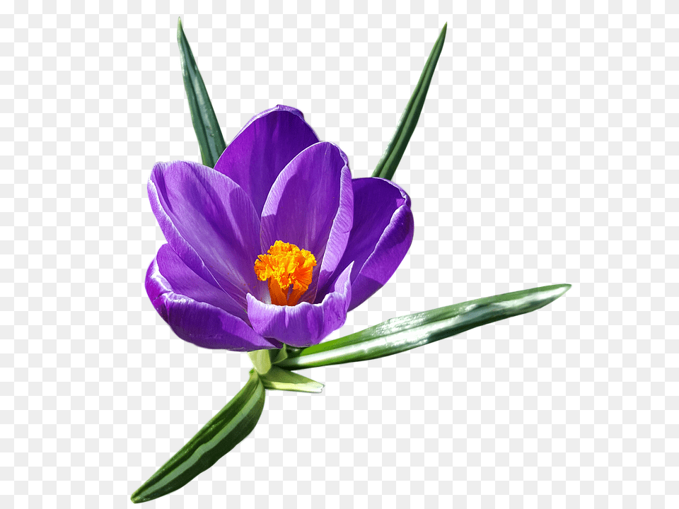 Crocus Images Clip Art, Flower, Plant, Pollen Free Png Download
