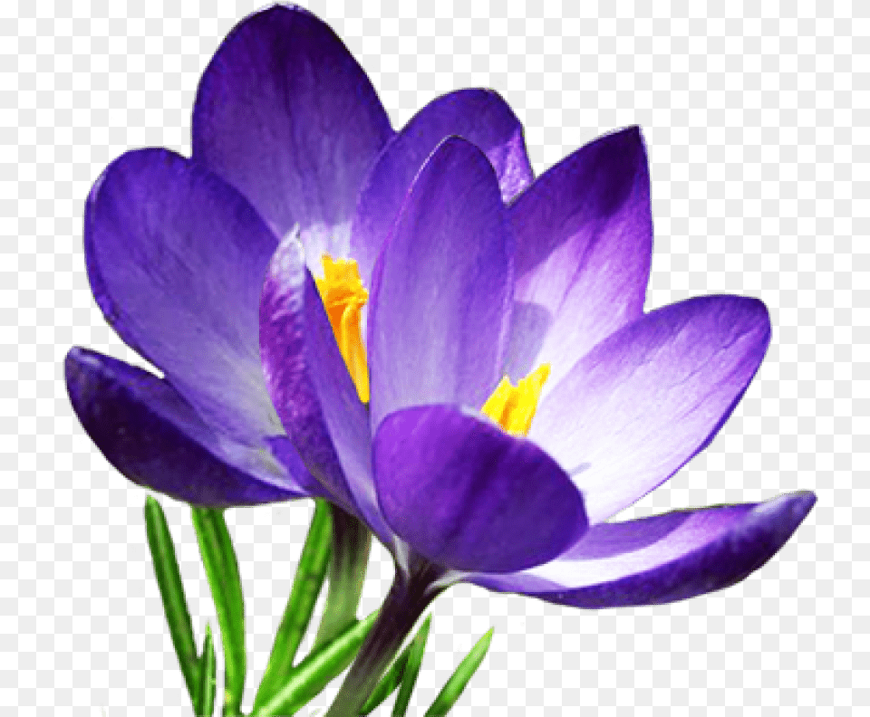 Crocus S Images Transparent Krokus, Flower, Plant Free Png