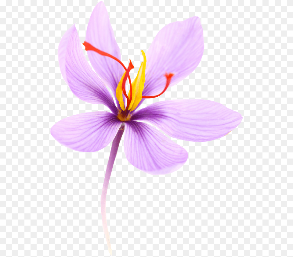 Crocus Sativus Saffron Flower, Anther, Plant, Petal Free Png Download