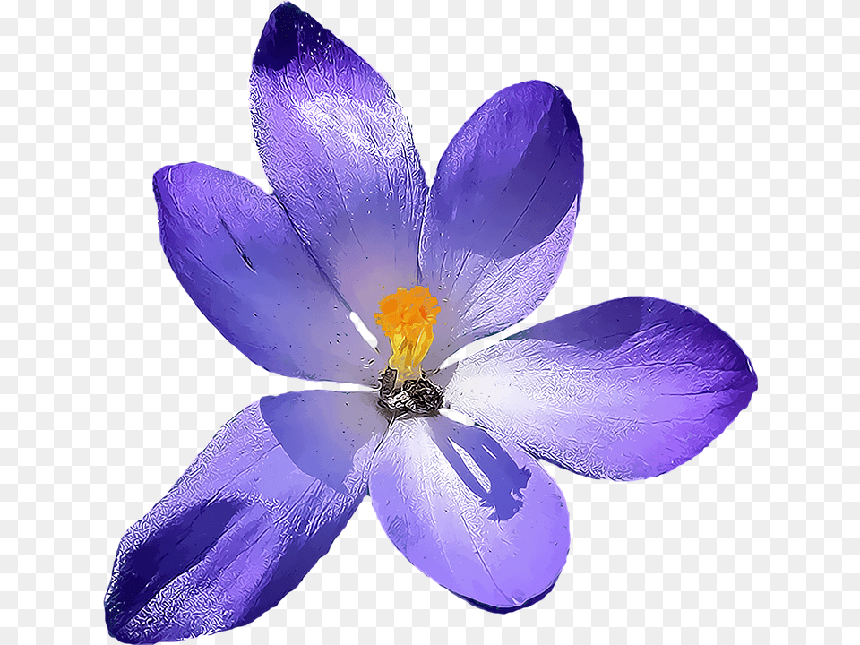 Crocus Transparent Background, Flower, Plant, Anemone, Petal Free Png