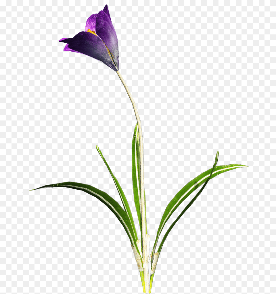 Crocus Transparent Flower With Stem Transparent, Plant, Purple, Acanthaceae, Iris Png Image