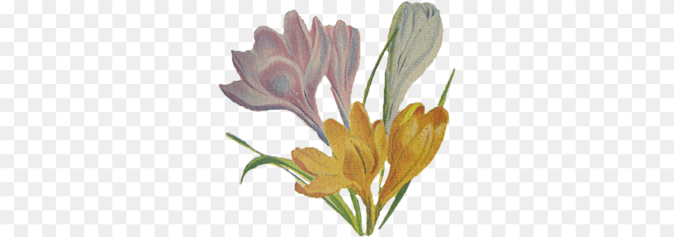 Crocus Transparent Images White, Flower, Petal, Plant, Anther Free Png