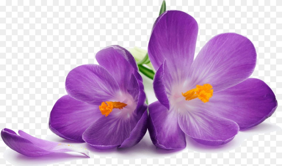 Crocus Transparent Purple Flowers, Flower, Plant, Geranium Free Png