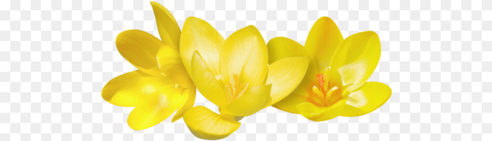 Crocus Yellow Crocus, Flower, Petal, Plant, Anther Free Png Download
