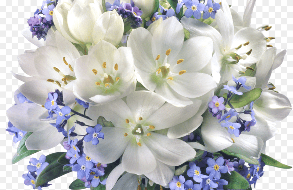 Crocuses Clipart Jasmine Flower Bouquet, Flower Arrangement, Flower Bouquet, Plant, Petal Free Transparent Png