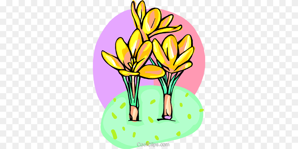 Crocuss Royalty Vector Clip Art Illustration, Flower, Plant, Floral Design, Graphics Png