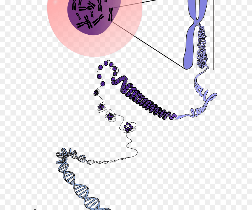 Cromossomo Descondensando, Art, Graphics, Purple, Balloon Png